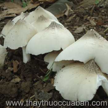 Hình ảnh nấm mối