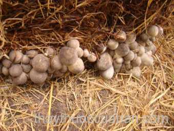 Hình ảnh Nấm rơm