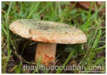 Hình ảnh Nấm sữa