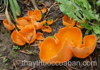 Hình ảnh nấm tai mèo