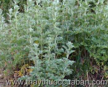 Hình ảnh Ngải đắng