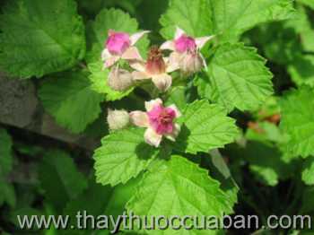 Hình ảnh Ngấy tía