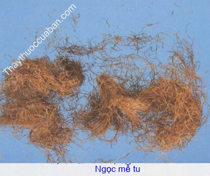 H&igrave;nh ảnh vị thuốc ngọc mễ tu (r&acirc;u ng&ocirc;)
