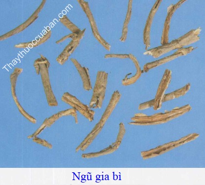 H&igrave;nh ảnh vị thuốc ngũ da b&igrave;