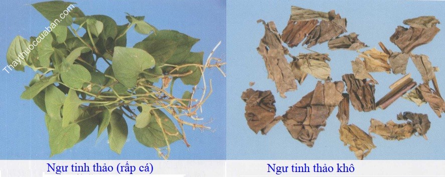 H&igrave;nh ảnh vị thuốc ngư tinh thảo tươi, ngư tinh thảo kh&ocirc;