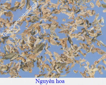 H&igrave;nh ảnh vị thuốc nguy&ecirc;n hoa