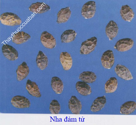 H&igrave;nh ảnh vị thuốc nha đảm tử