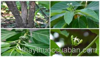 Hình ảnh cây Nhàu lông