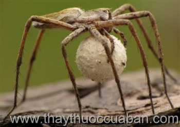 Hình ảnh nhện ôm trứng