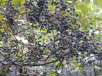 Hình ảnh Nho lông