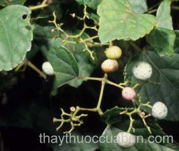 Hình ảnh Nho núi