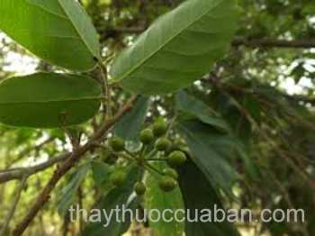 Hình ảnh cây Nhọc đen