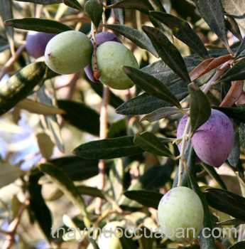 Hình ảnh cây Ô liu