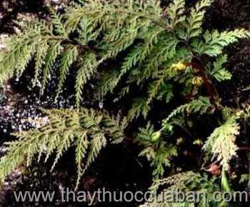 Hình ảnh cây Ô quyết