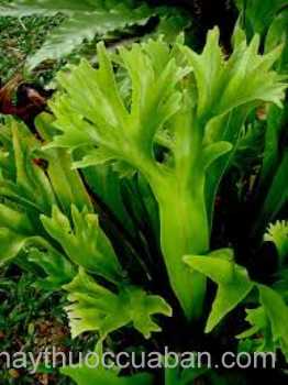 Hình ảnh cây Ổ sao