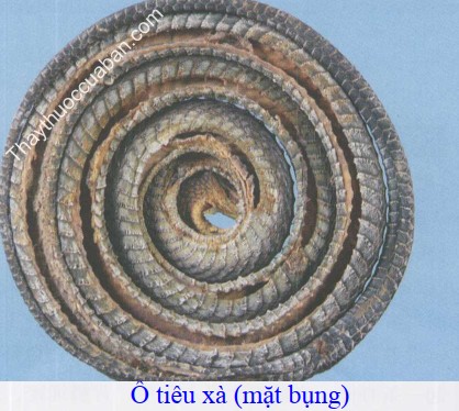 H&igrave;nh ảnh &ocirc; ti&ecirc;u x&agrave; (mặt bụng)