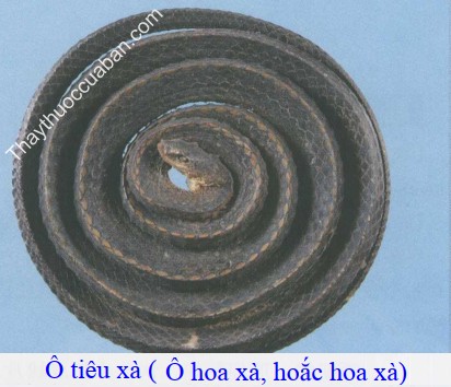 H&igrave;nh ảnh &ocirc; ti&ecirc;u x&agrave;
