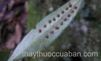 Hình ảnh ô vẩy