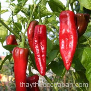 Hình ảnh Ớt bị