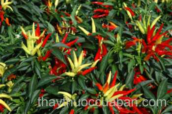 Hình ảnh ớt chỉ thiên