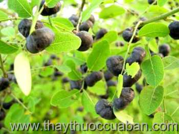 Hình ảnh cây Phen đen