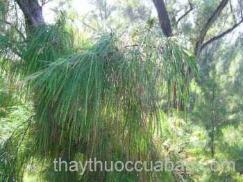 Hình ảnh cây Phi lao