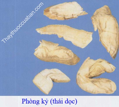 H&igrave;nh ảnh vị thuốc ph&ograve;ng kỷ th&aacute;i dọc