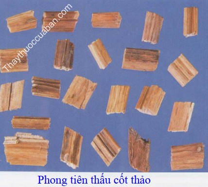 H&igrave;nh ảnh vị thuốc phong ti&ecirc;n thấu cốt thảo