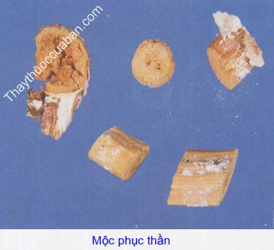 Phục thần mộc