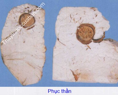 Hình ảnh vị thuốc phục thần