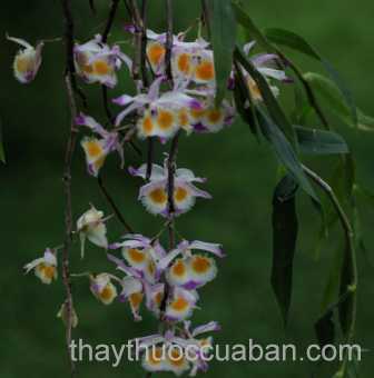 Hình ảnh cây phuonwg dung