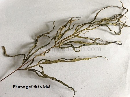 Hình ảnh cây phượng vĩ thảo