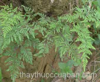 Hình ảnh Quạt lông