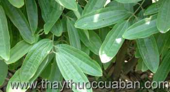 Hình ảnh Quế hương