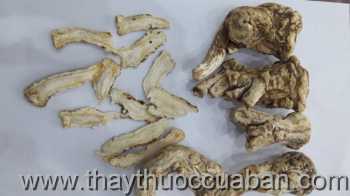 Vị thuốc Quy đầu