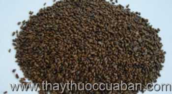 Vị thuốc Quyết minh tử