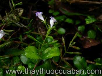 Cây răng cưa tía