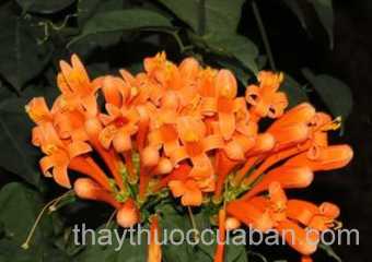 Hình ảnh Rạng đông