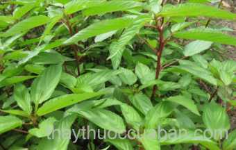 Hình ảnh rau Đay