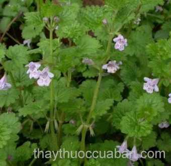 Hình ảnh rau má lông