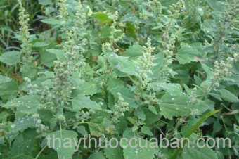 Hình ảnh rau muối