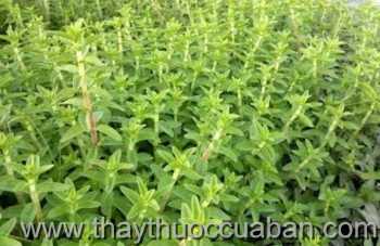 Hình ảnh rau Om