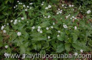 Hình ảnh rau xương cá