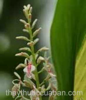 Hình ảnh riềng tàu