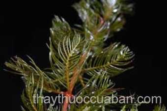 Cây rong xương cá