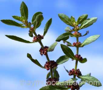 Hình ảnh cây ruộng cày