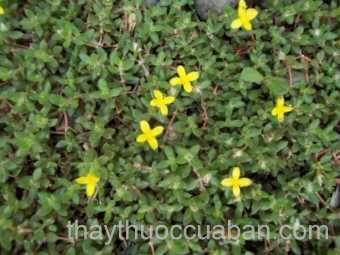 Hình ảnh sam nhỏ