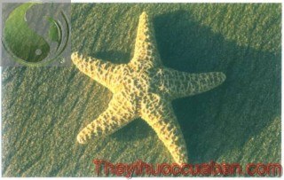 Hình ảnh con sao biển, sao biển, vị thuốc sao biển