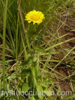 Hình ảnh cây Sơn hoàng cúc