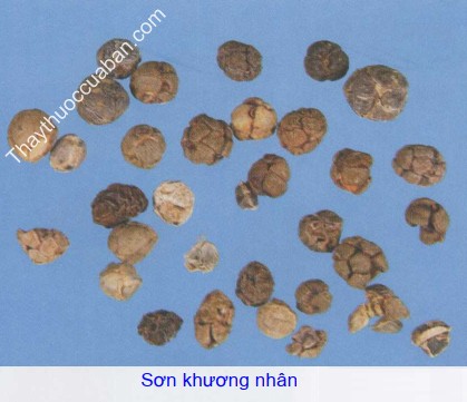 H&igrave;nh ảnh vị thuốc sơn khương nh&acirc;n